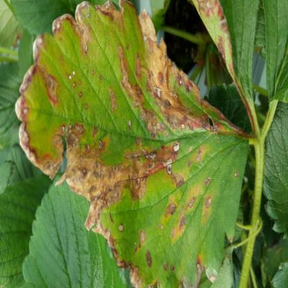 Disease Example